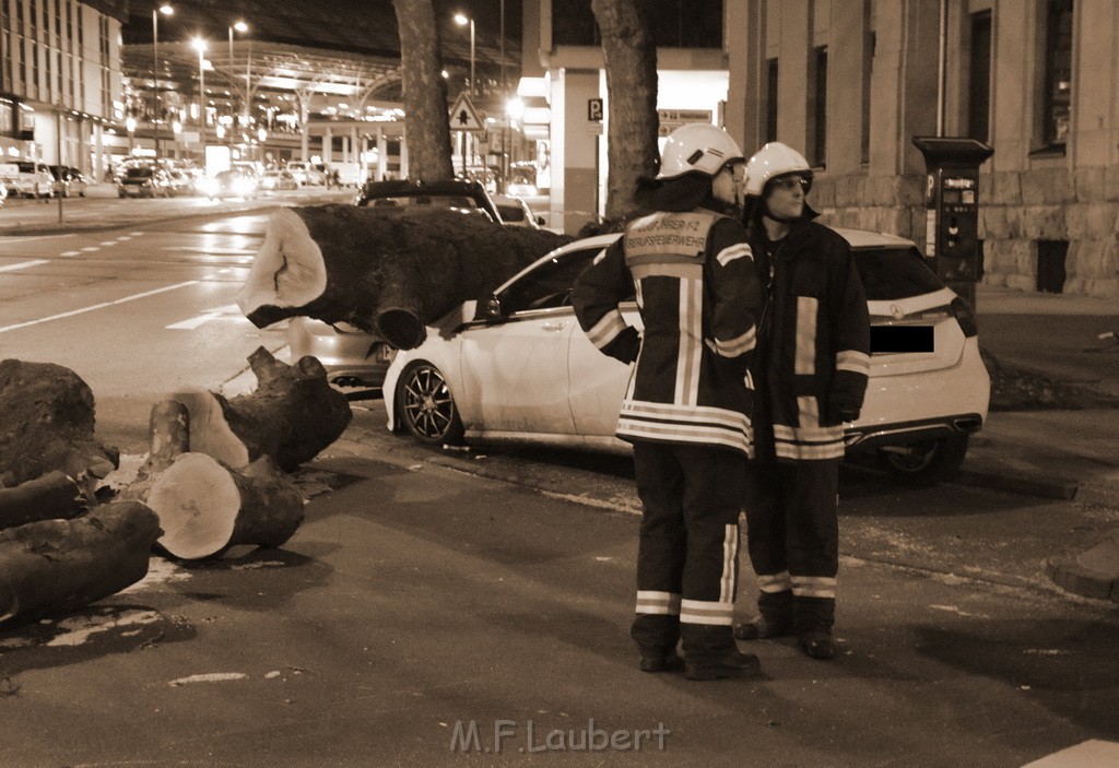 Baum auf PKWs Koeln Mitte Rheinuferstr Goldgasse P019.JPG - Miklos Laubert